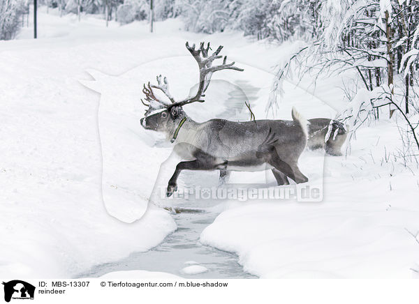 reindeer / MBS-13307