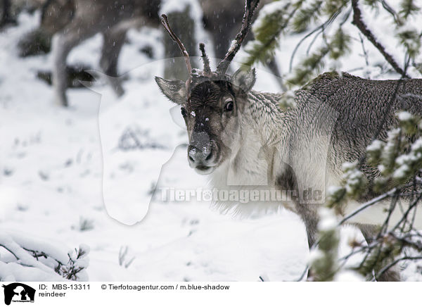 reindeer / MBS-13311