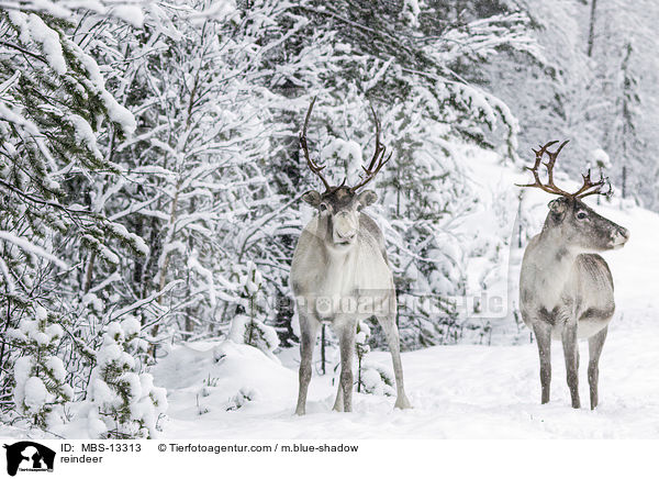 reindeer / MBS-13313