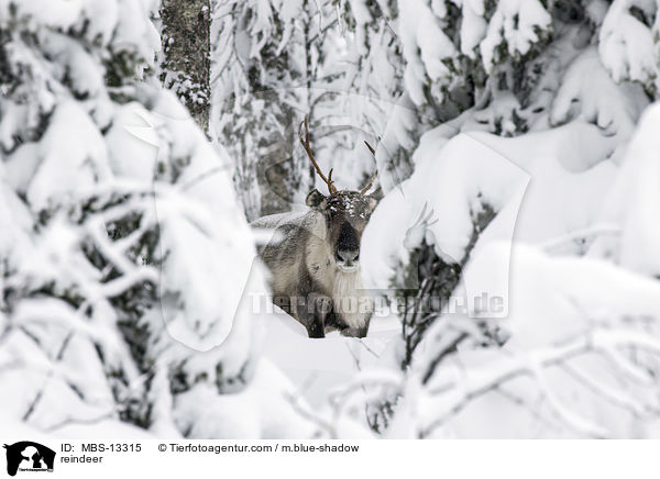 Rentier / reindeer / MBS-13315
