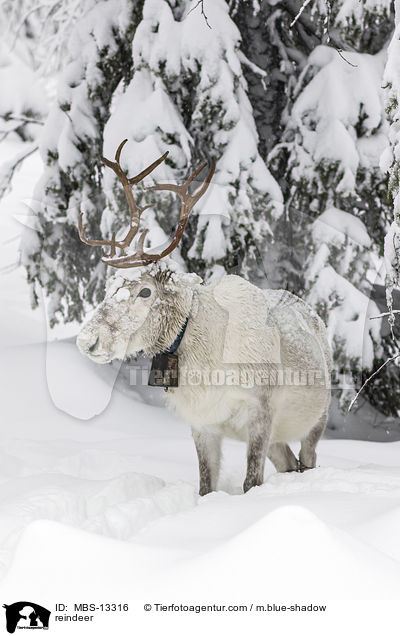 reindeer / MBS-13316