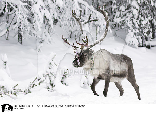 reindeer / MBS-13317
