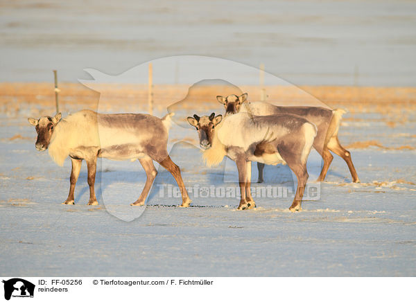 reindeers / FF-05256