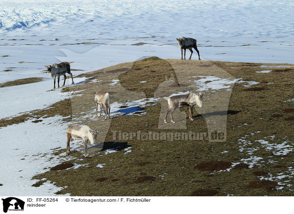 Rentier / reindeer / FF-05264