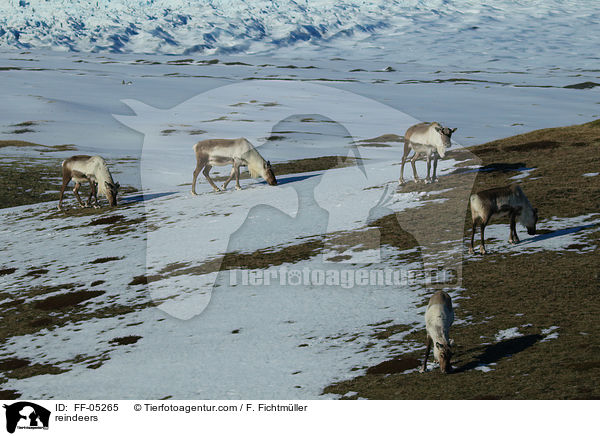 reindeers / FF-05265