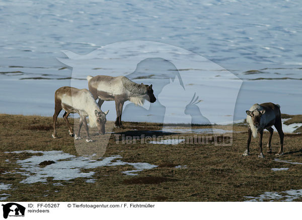 reindeers / FF-05267