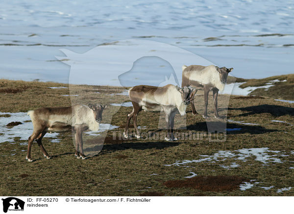 reindeers / FF-05270
