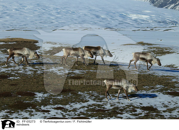 Rentiere / reindeers / FF-05273