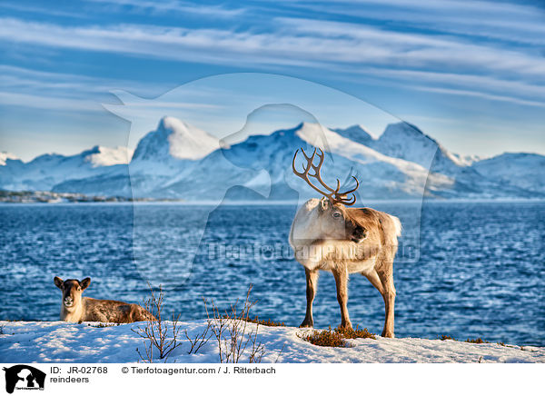 Rentiere / reindeers / JR-02768