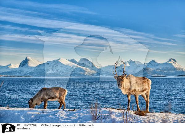 reindeers / JR-02769