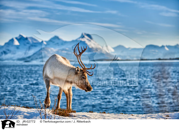 reindeer / JR-02772
