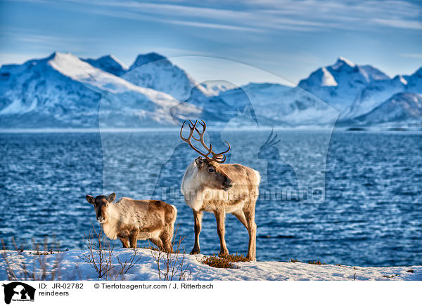 reindeers / JR-02782