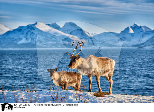 Rentiere / reindeers / JR-02783