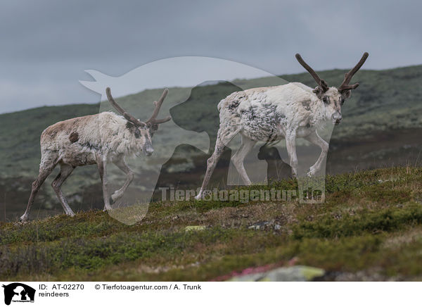 Rentiere / reindeers / AT-02270