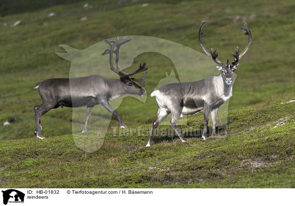 Rentiere / reindeers / HB-01832