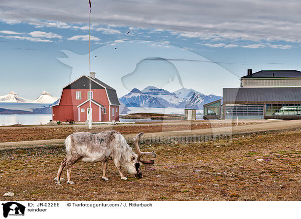 Rentier / reindeer / JR-03266