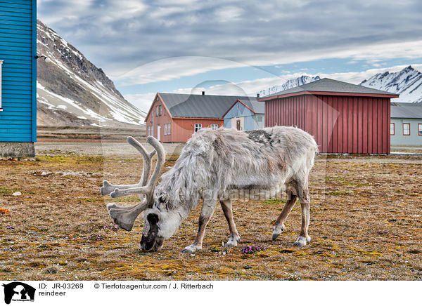 reindeer / JR-03269