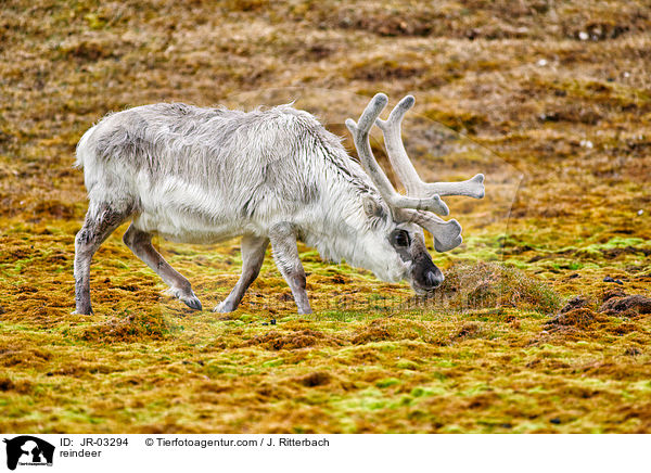 reindeer / JR-03294