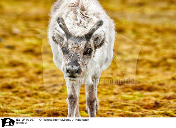 reindeer / JR-03297