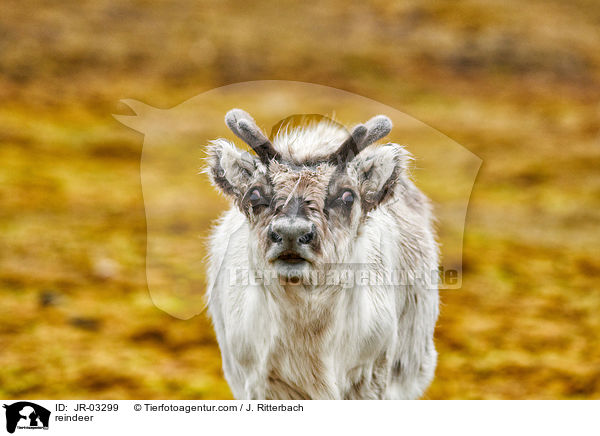 reindeer / JR-03299