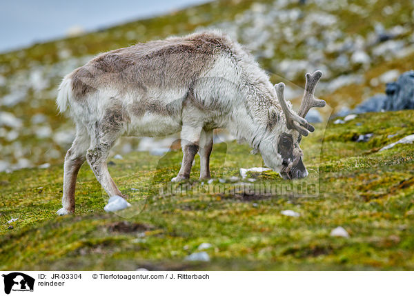 reindeer / JR-03304