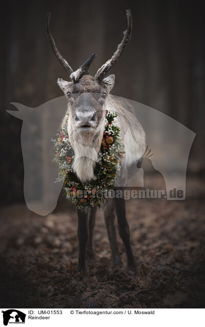Reindeer / UM-01553