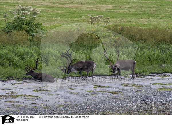 Rentiere / reindeers / HB-02163