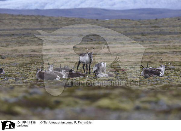 Rentiere / caribous / FF-11838
