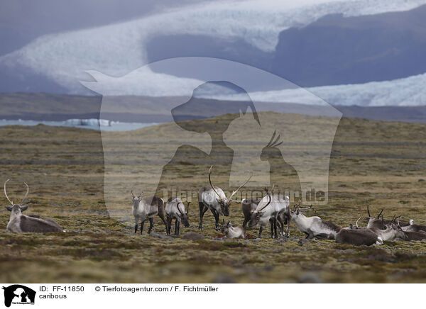 Rentiere / caribous / FF-11850