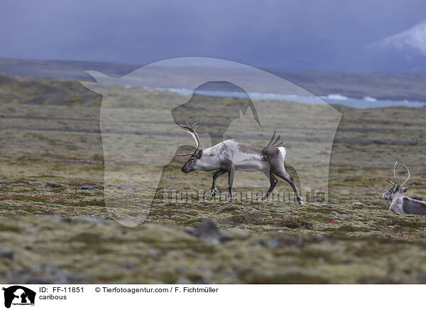 Rentiere / caribous / FF-11851