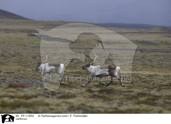 caribous / FF-11852