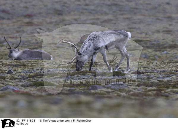 Rentiere / caribous / FF-11858