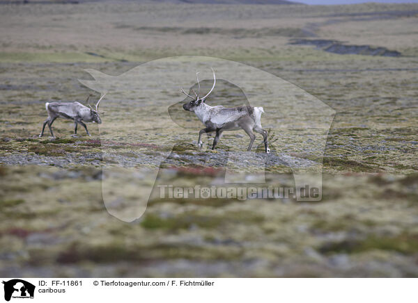 caribous / FF-11861