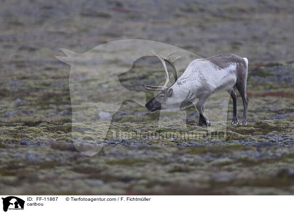 Rentier / caribou / FF-11867
