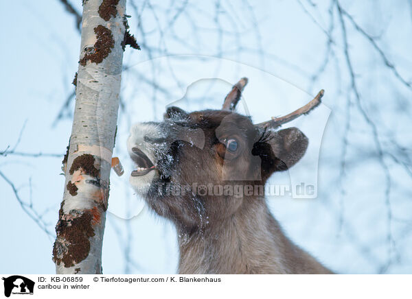 caribou in winter / KB-06859