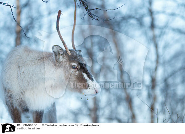 Rentier im Winter / caribou in winter / KB-06860