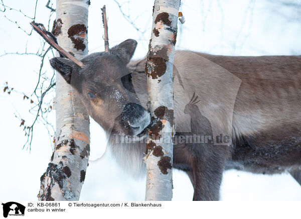 caribou in winter / KB-06861