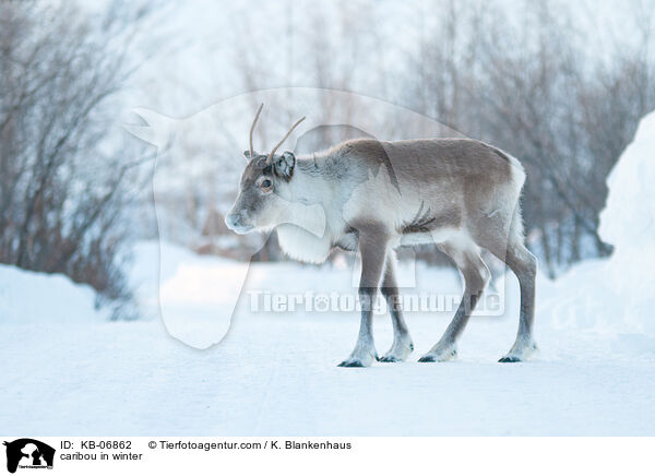 caribou in winter / KB-06862