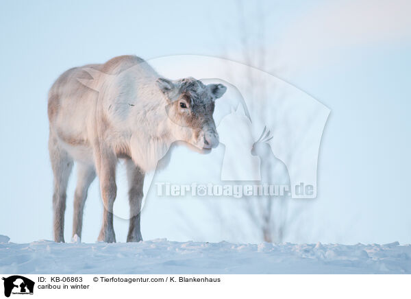 caribou in winter / KB-06863