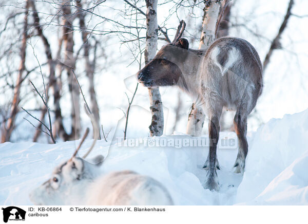 Rentiere / caribous / KB-06864