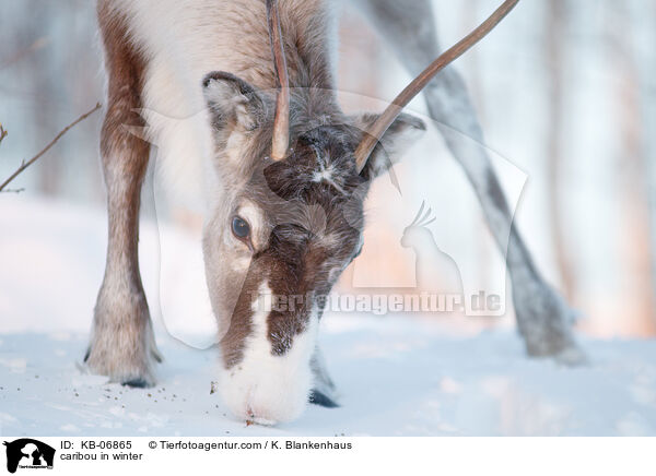 Rentier im Winter / caribou in winter / KB-06865