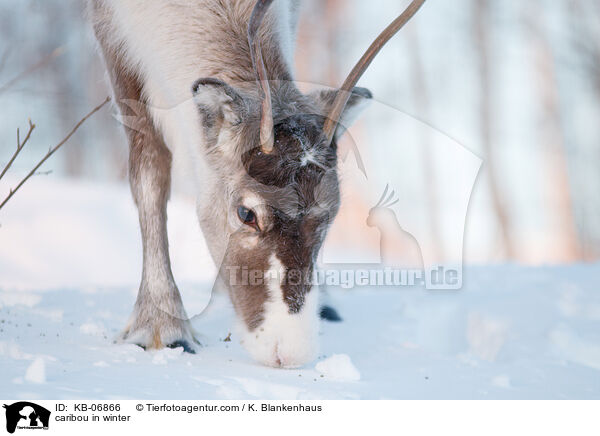 Rentier im Winter / caribou in winter / KB-06866