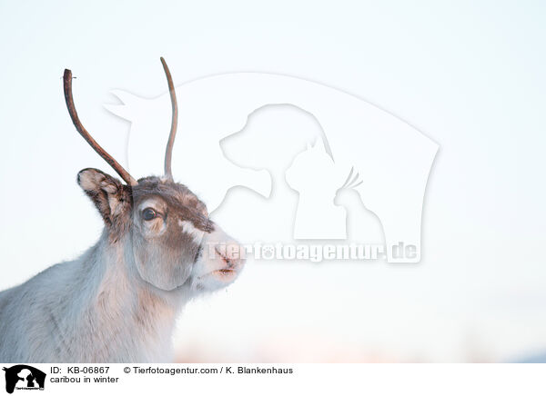 Rentier im Winter / caribou in winter / KB-06867