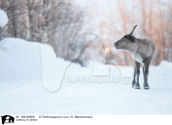 Rentier im Winter / caribou in winter / KB-06869