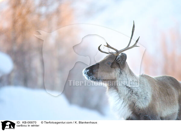 caribou in winter / KB-06870
