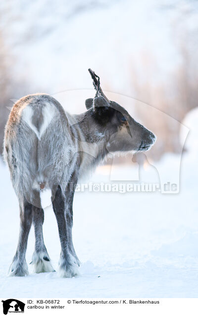 Rentier im Winter / caribou in winter / KB-06872