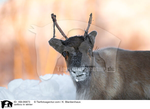 Rentier im Winter / caribou in winter / KB-06873