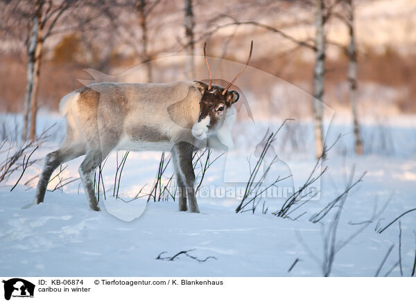 Rentier im Winter / caribou in winter / KB-06874