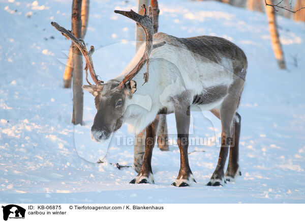 caribou in winter / KB-06875