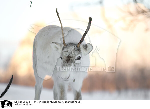 caribou in winter / KB-06876
